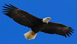 Bald_Eagle_Stock_by_Crystalsm